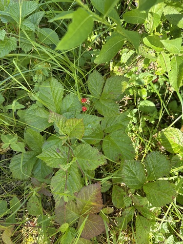 Stone Bramble