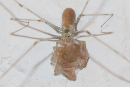 Große Zitterspinne