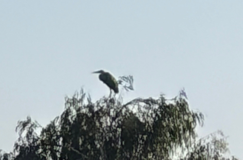 iNaturalist observation photo of Great Blue Heron