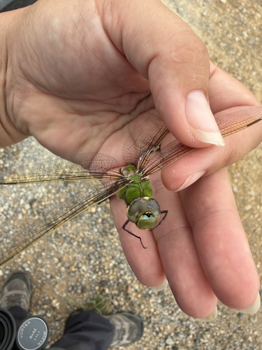 Common Green Darner