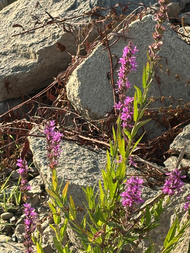 purple loosestrife