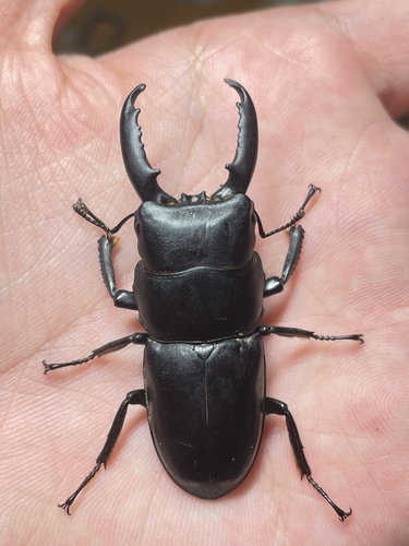 Serrognathus consentaneus