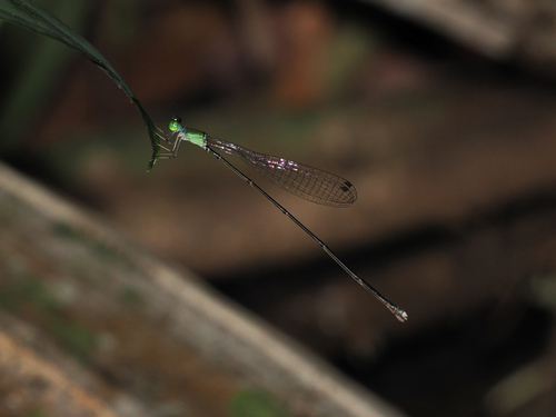 Amphicnemis observed 2026-08-08
