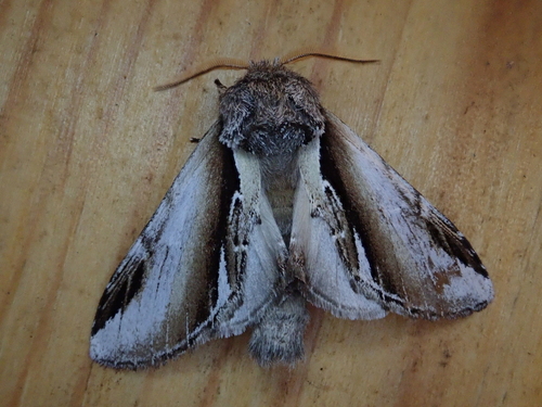 Lesser Swallow Prominent