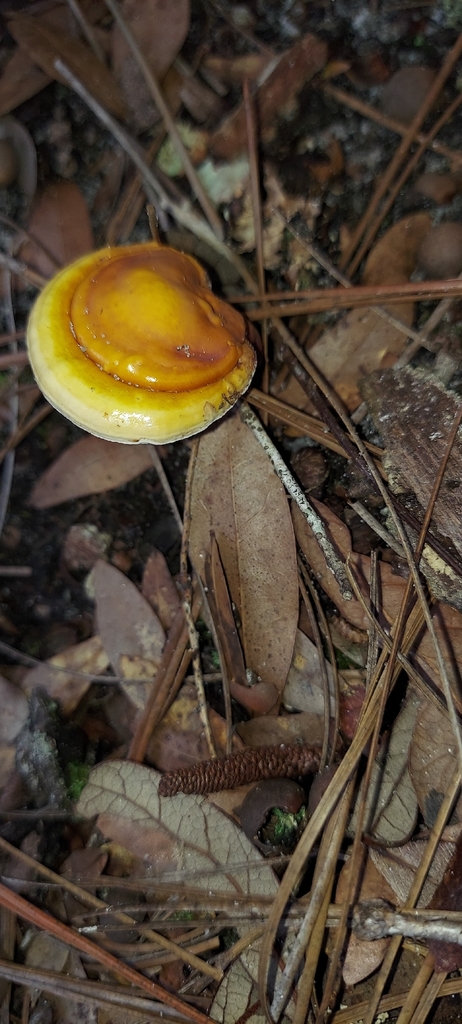 golden reishi · August 2026 · photo: Photo: (c) Athena Philips, some rights reserved (CC BY) · iNaturalist