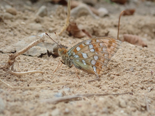 High Brown Fritillary