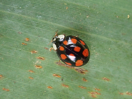 Asian Lady Beetle