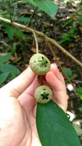 Brunfelsia uniflora observed 2026-08-08