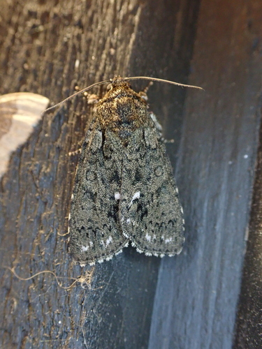 Knot Grass Moth
