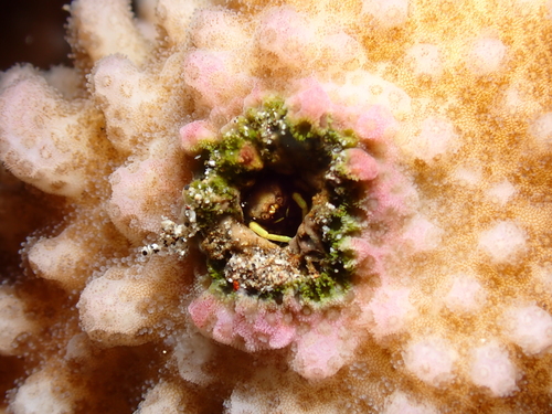 Utinomiella dimorpha observed 2026-08-04