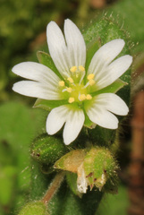 Cerastium semidecandrum