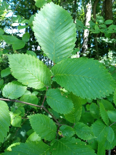 Fluttering Elm