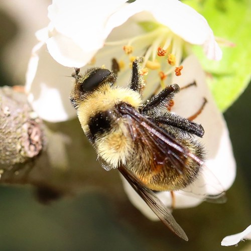 Orange-legged Drone Fly