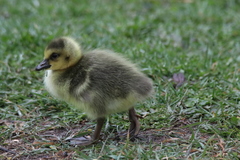 Branta canadensis
