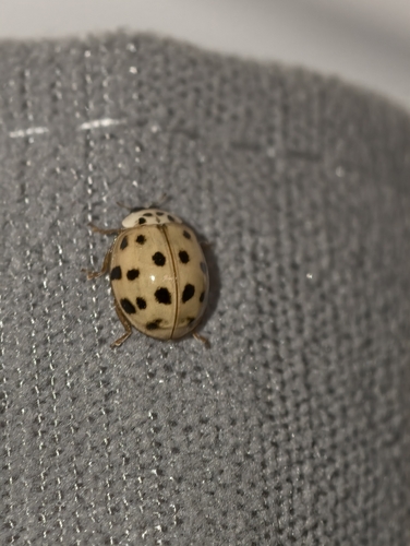 Asian Lady Beetle