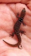 Big-Scaled Dwarf Gecko photo 3