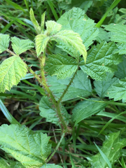 Rubus ursinus macropetalus