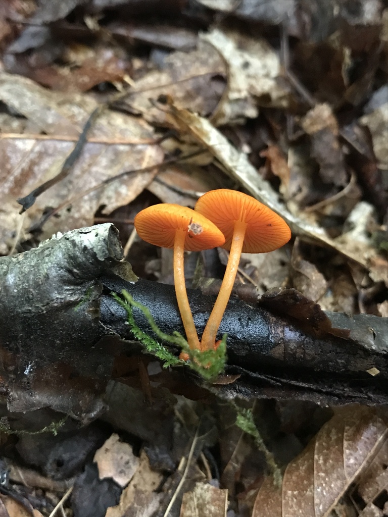 orange mycena · August 2026 · photo: Photo: (c) Matthew Rozanoff, some rights reserved (CC BY) · iNaturalist
