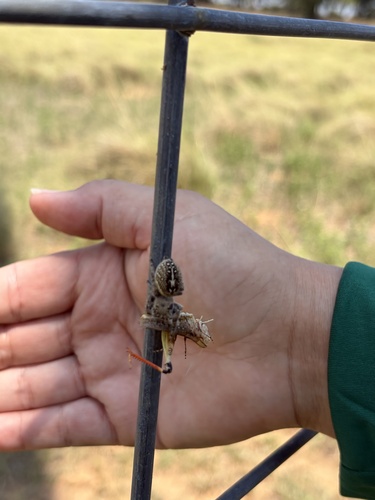 Phidippus texanus