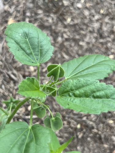 Rhynchosida physocalyx, photograph 4
