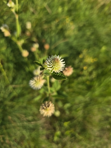 Mountain Clover