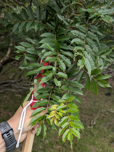 Sorbus japonica observed 2026-07-09