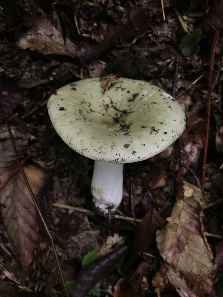 Variable Russula