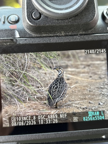 Shelley's Francolin (Scleroptila shelleyi)