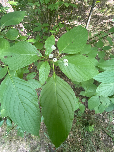 baltoji sedula