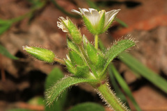 Cerastium semidecandrum