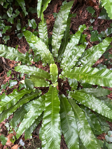 Hart's-tongue fern