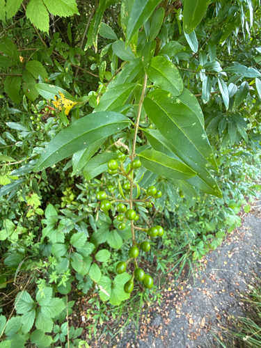 Paprastasis ligustras