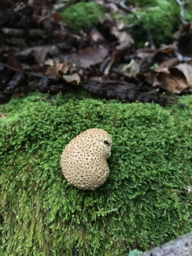 common earthball · August 2026 · photo: Photo: (c) Matthew Rozanoff, some rights reserved (CC BY) · iNaturalist