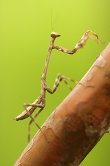 Stagmatoptera binotata