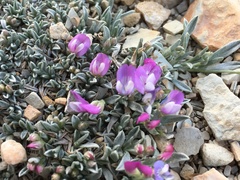 Astragalus spatulatus