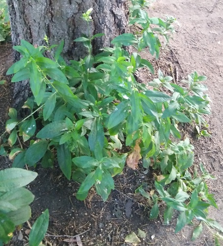 Наблюдение на iNaturalist