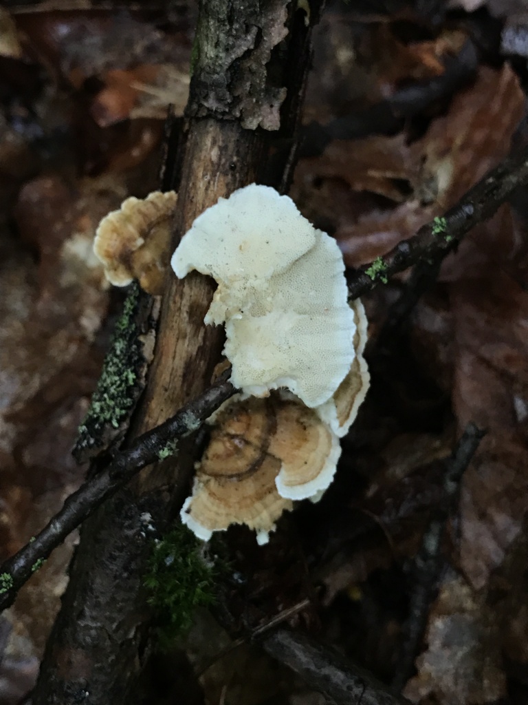 turkey-tail · August 2026 · photo: Photo: (c) Matthew Rozanoff, some rights reserved (CC BY) · iNaturalist