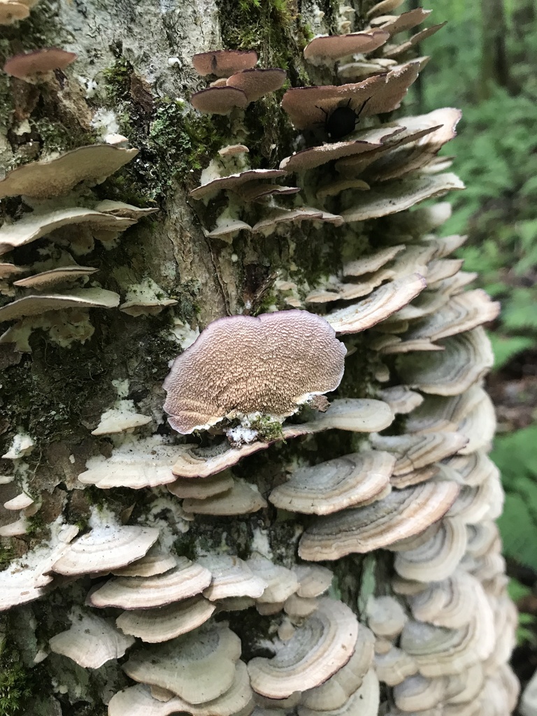 violet-toothed polypore · August 2026 · photo: Photo: (c) Matthew Rozanoff, some rights reserved (CC BY) · iNaturalist