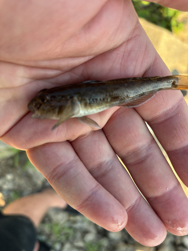 Round Goby