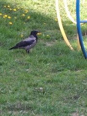 Corvus cornix