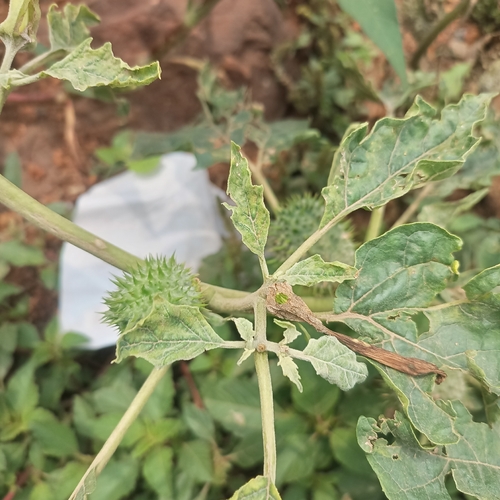 jimsonweed
