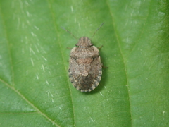 Sciocoris sideritidis