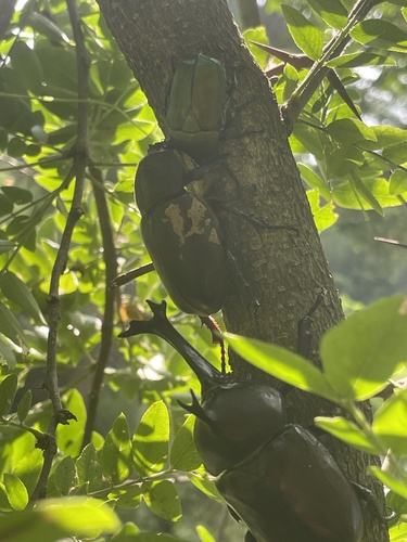 Japanese Rhinoceros Beetle