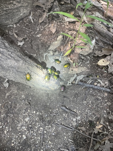 Japanese Drone Beetle