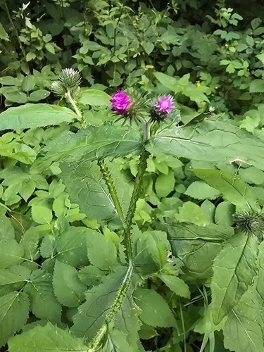Welted Thistle