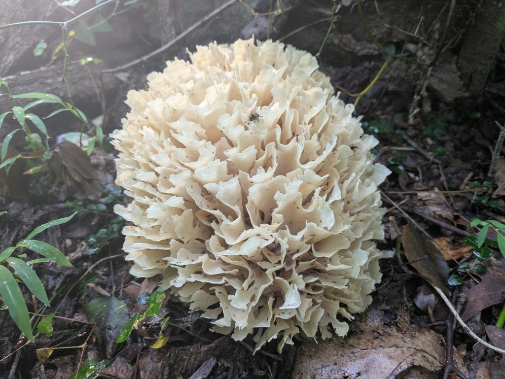 Eastern cauliflower mushroom · August 2026 · photo: Photo: (c) Court Harding, some rights reserved (CC BY) · iNaturalist