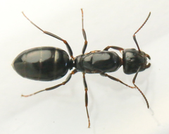 Myrmentoma