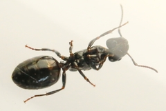 Myrmentoma