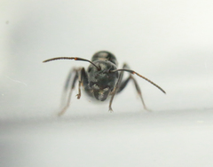 Myrmentoma