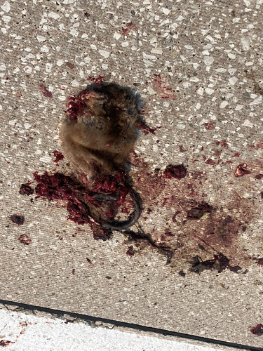 Muskrat